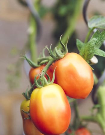 Frische Tomaten aus regionalem Anbau